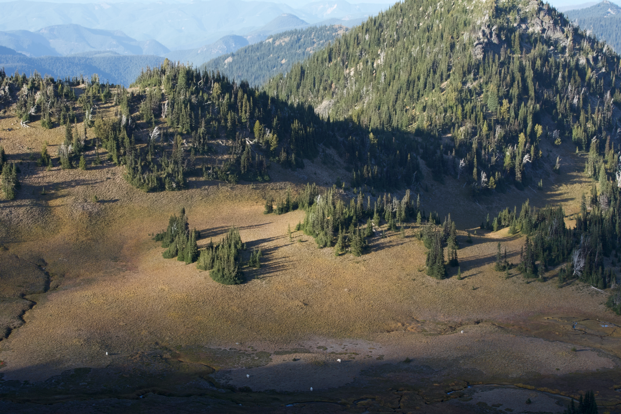 Landscape vista of goats grazing at Sunrise area of Mt. Rainier National Park